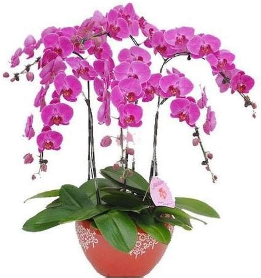 hydroponic phalaenopsis flower seeds