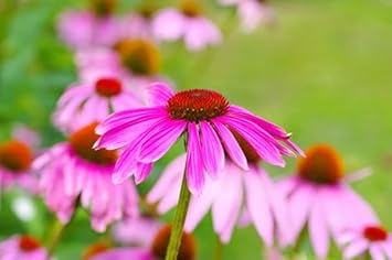 Flower Seeds, Seeds for Planting, Plant Seeds