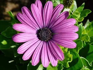 Lysviolet Gerbera Blomsterfrø til udplantning 100 stk