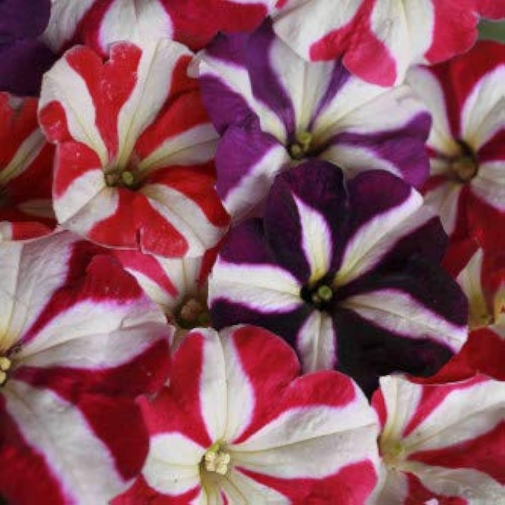 petunia flower flower seeds