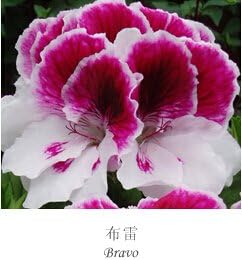 Flower Seeds, Seeds for Planting, Plant Seeds