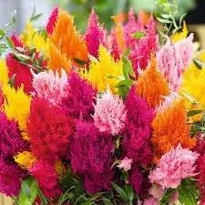 plumed flower flower seeds