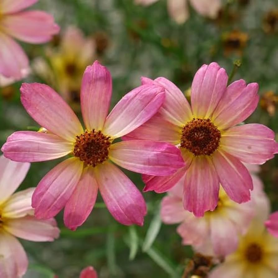 Pink Coreopsis blomsterfrø til plantning - 100 stk