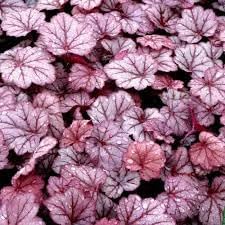 pink baby flower seeds