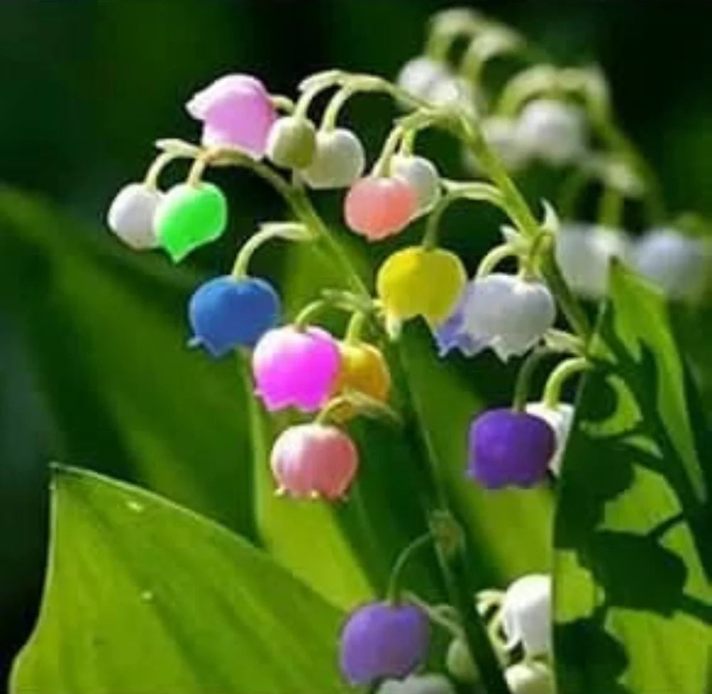 bell orchid flower seeds
