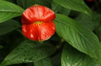 Flower Seeds, Seeds for Planting, Plant Seeds