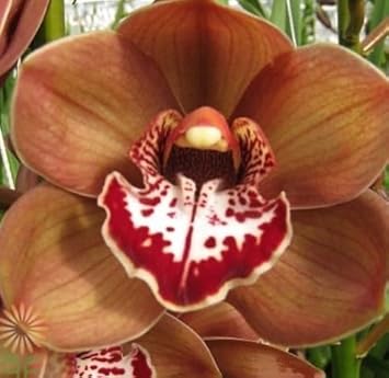 Flower Seeds, Seeds for Planting, Plant Seeds