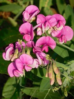 Flower Seeds, Seeds for Planting, Plant Seeds