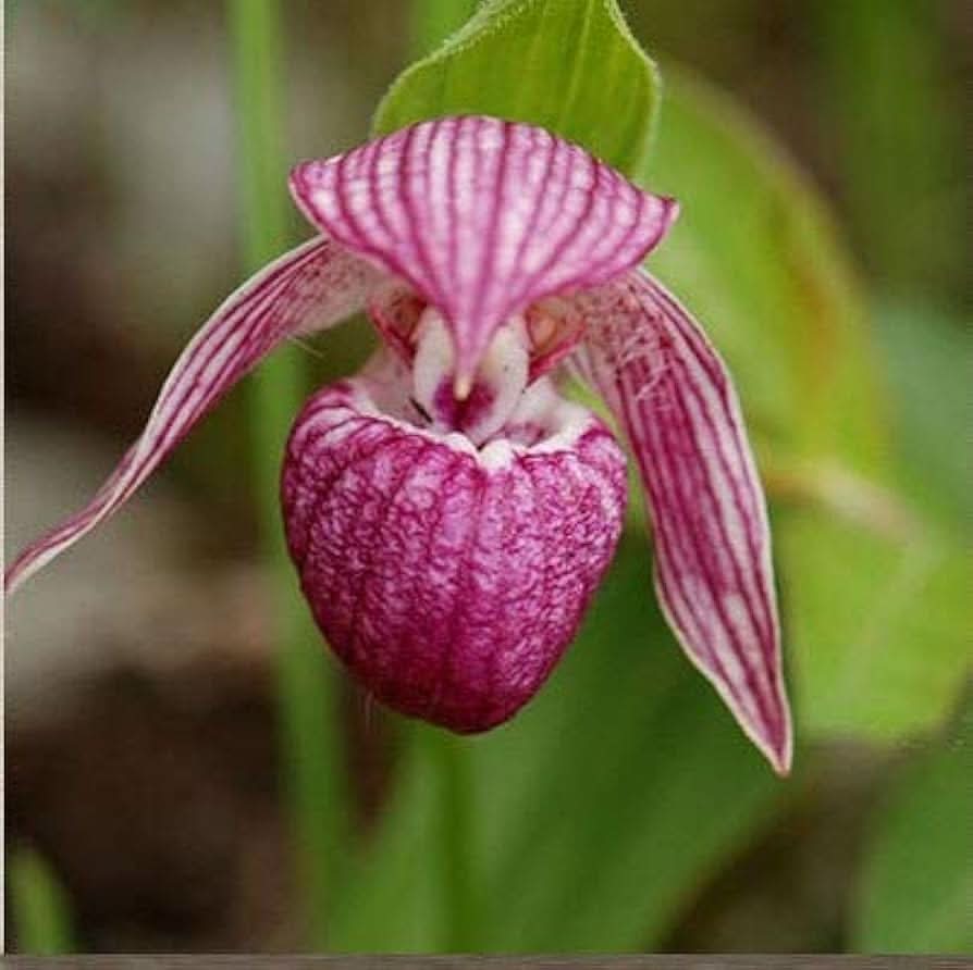 slipper orchid flower seeds