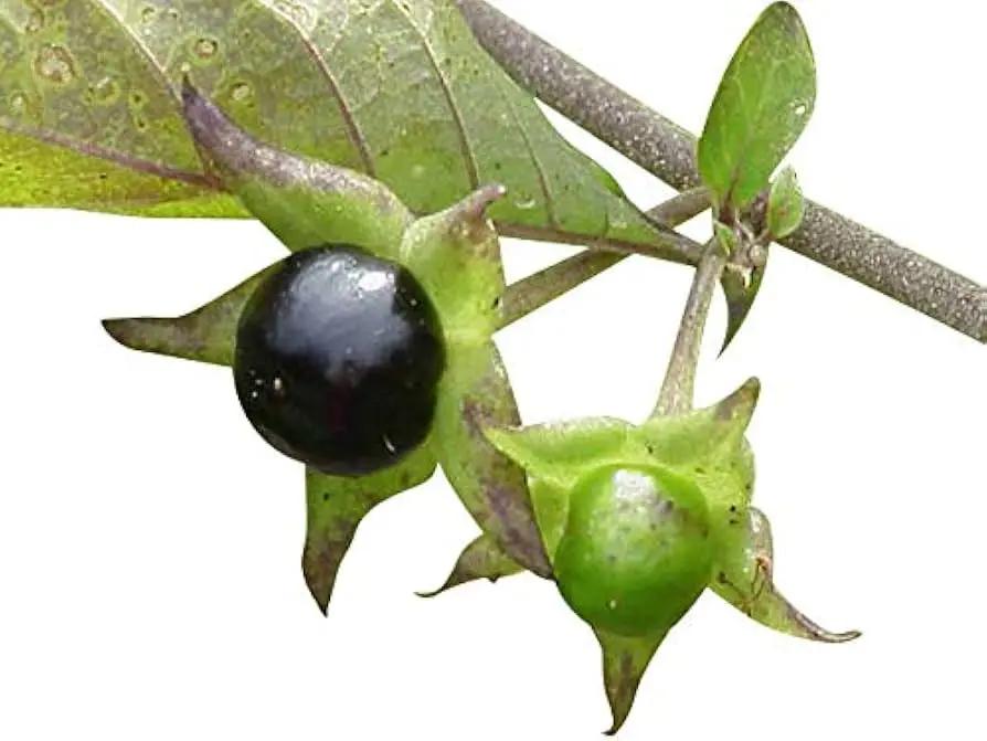 black belladonna flower seeds