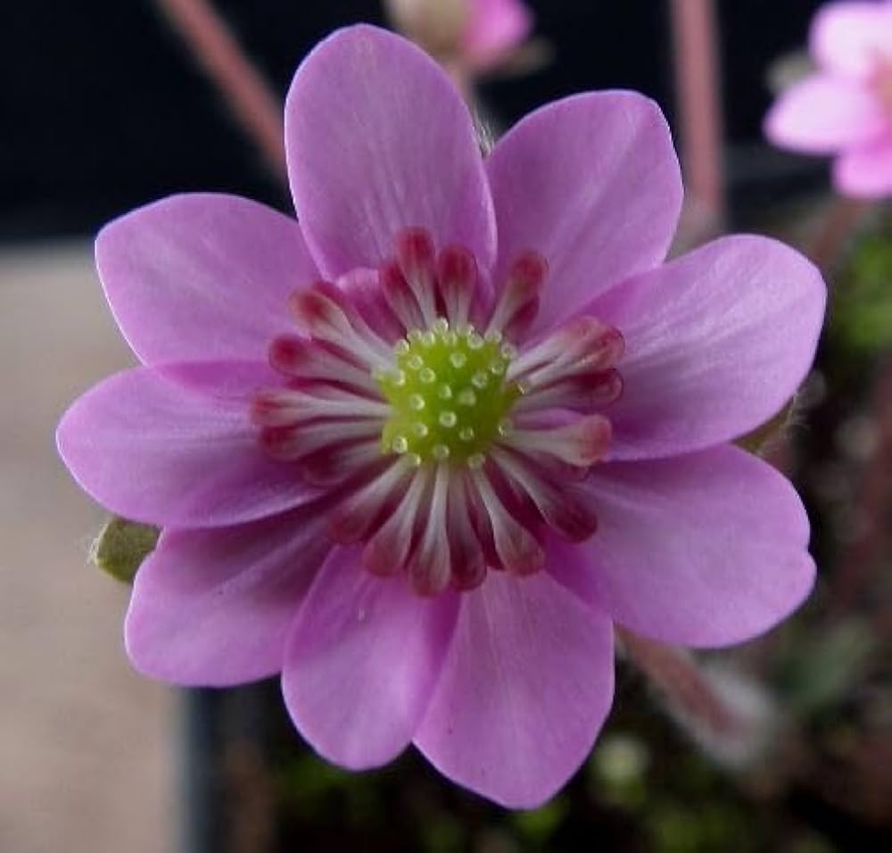 pink heirloom flower seeds