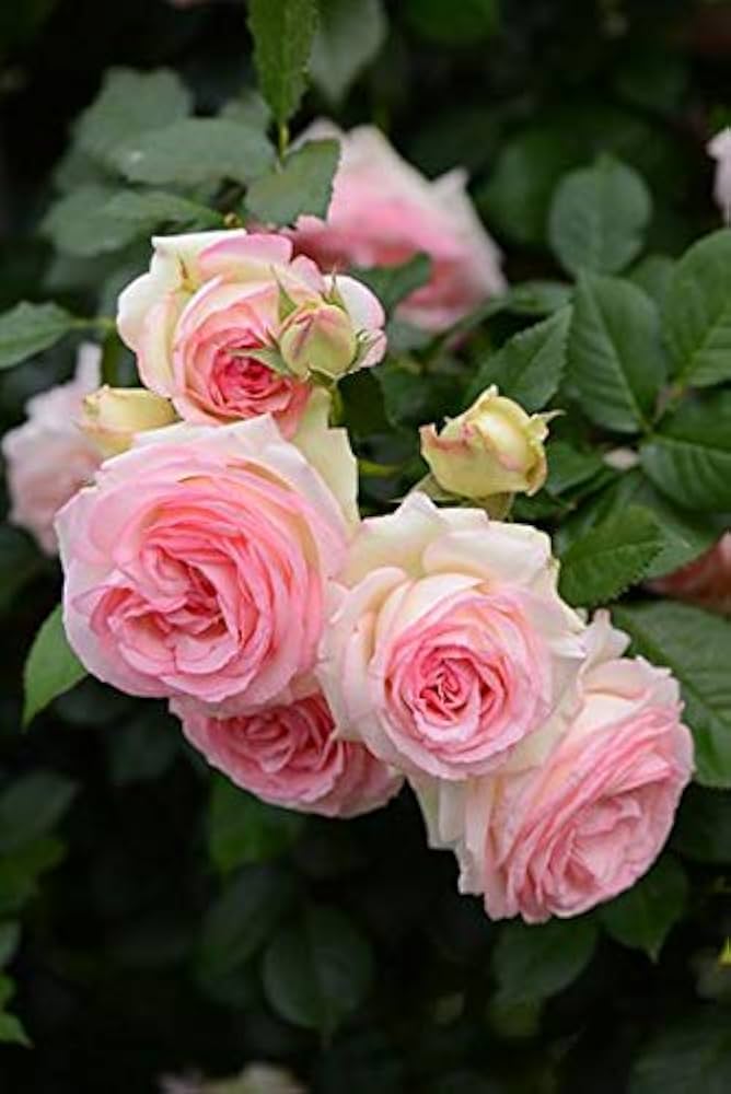 Fresh Osiria Rose Flower Seeds for Planting, Light Pink 100 pcs