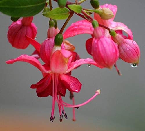 Heirloom Non-GMO Fuchsia Flower Seeds for Planting – Vibrant Hanging Ornamental Garden Blooms