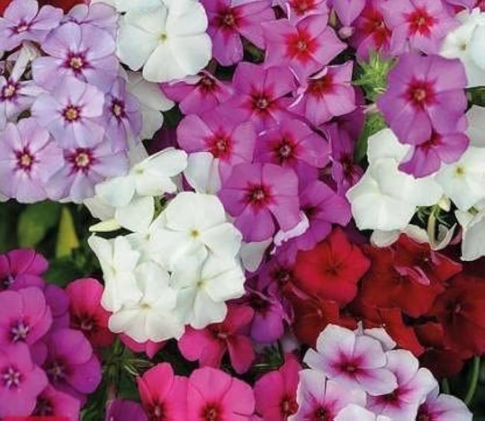 pigtail anthurium flower seeds