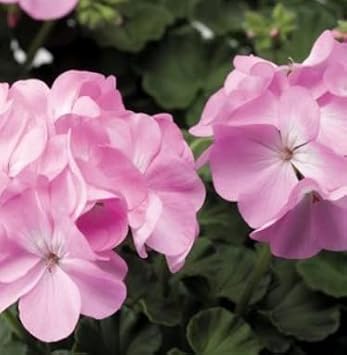 pink univalve flower seeds