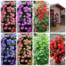 mixed climbing flower seeds