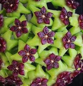 green heirloom flower seeds