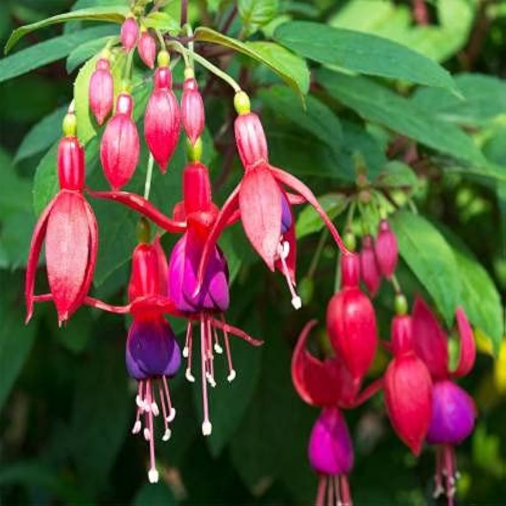 Blå Pink Dobbelt kronblade Fuchsia frø til plantning 100 stk