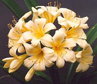 yellow light flower seeds
