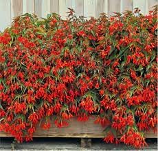 Flower Seeds, Seeds for Planting, Plant Seeds