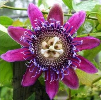 Flower Seeds, Seeds for Planting, Plant Seeds