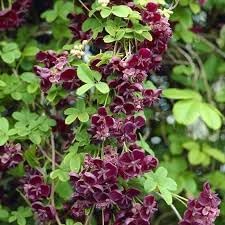 akebia quinata flower seeds