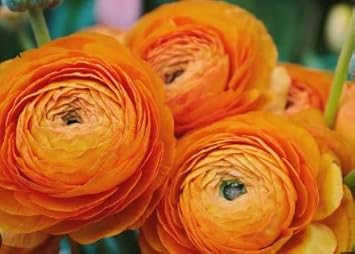 Flower Seeds, Seeds for Planting, Plant Seeds