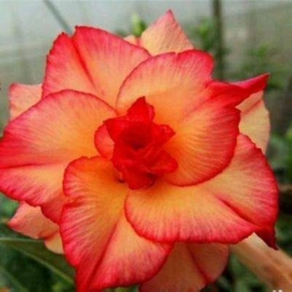 red yellow flower seeds