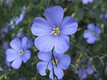 blue linum flower seeds
