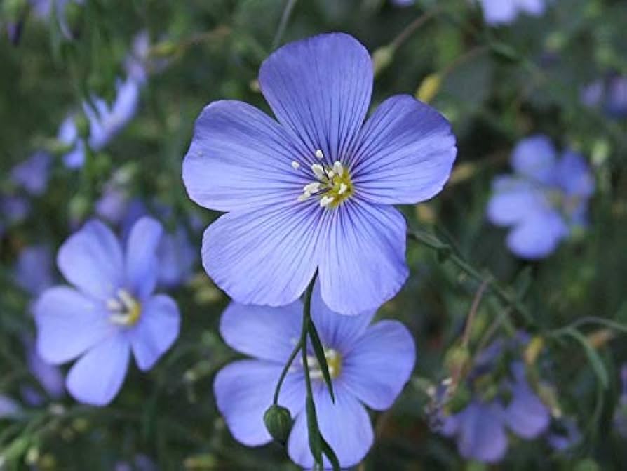 Blå Linum Lewisii Blomsterfrø til udplantning - 100 stk