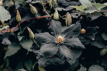 heirloom non flower seeds