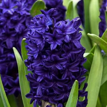 blue deep flower seeds