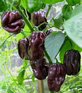 Chocolate Pepper Vegetable Seeds for Planting
