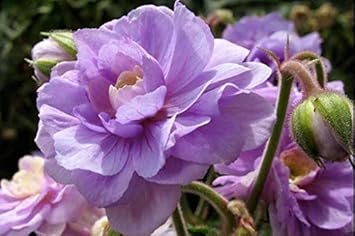 Lavender Big Blooms Geranium Seeds for Planting