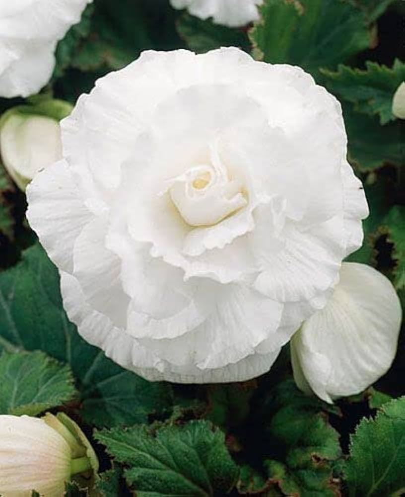 white nonstop flower seeds