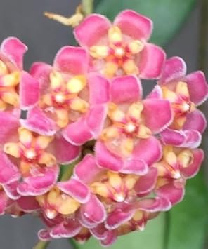 Flower Seeds, Seeds for Planting, Plant Seeds