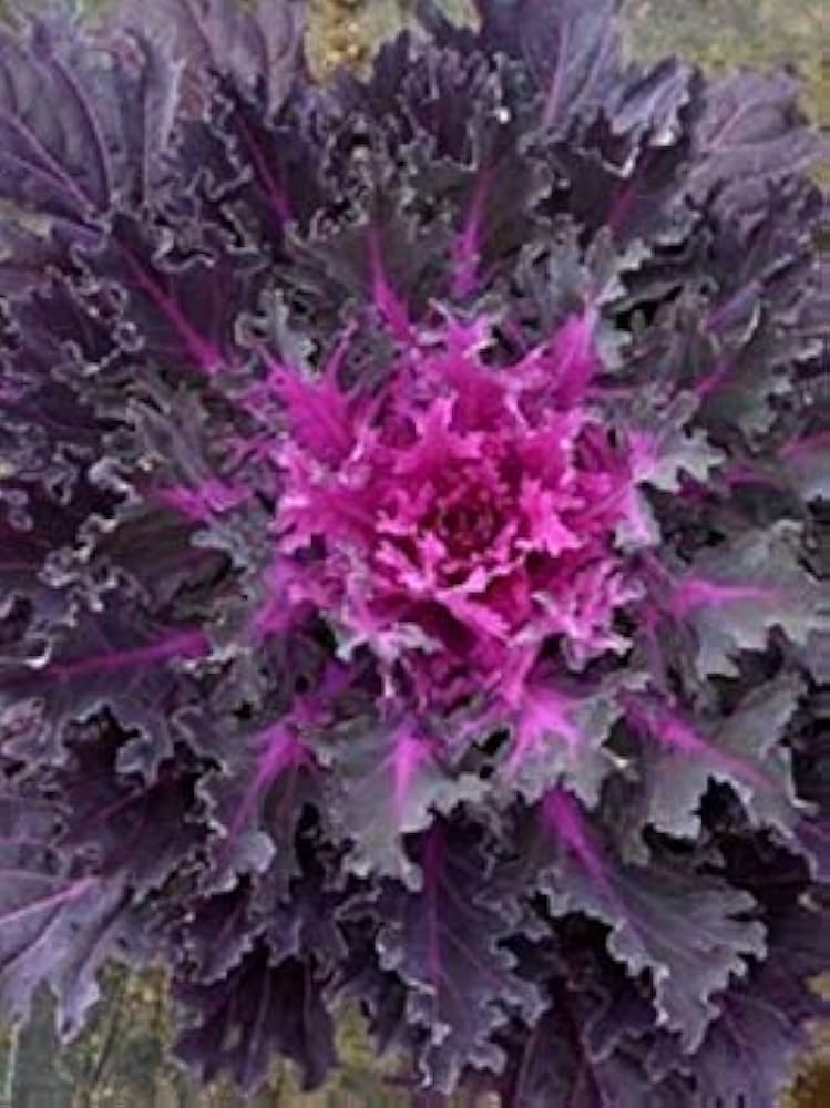 flowering cabbage flower seeds