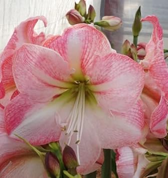 white pink flower seeds