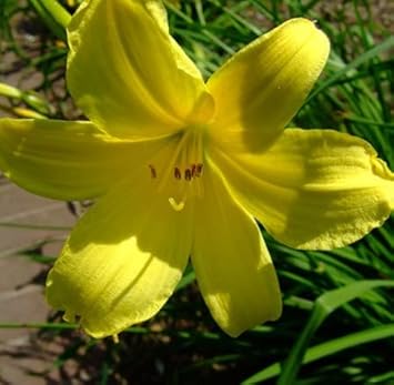 green heirloom flower seeds