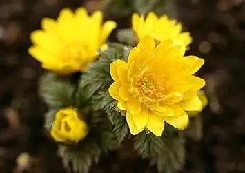 yellow adonis flower seeds