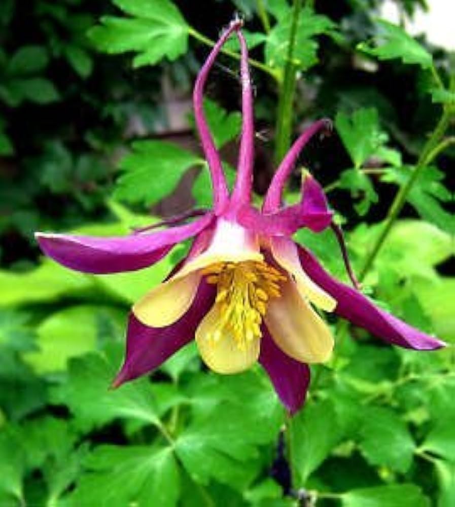 certified organic flower seeds