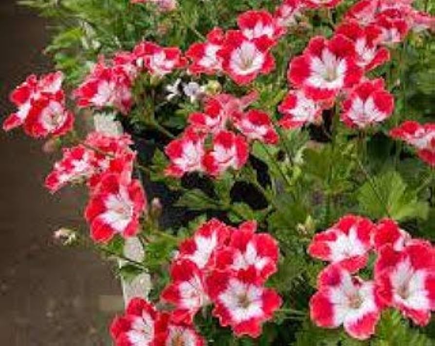 Pelargonium Flower Seeds for Planting - White & Pink 100 pcs