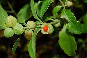 green withania flower seeds