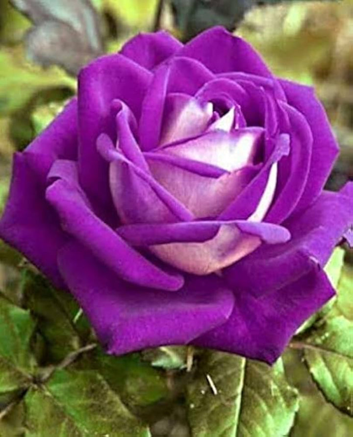 Fresh Ruby Rose Flower Seeds for Planting, Violet Mix 100 pcs