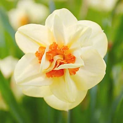 double petals flower seeds