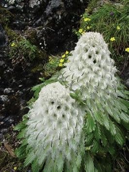 Flower Seeds, Seeds for Planting, Plant Seeds