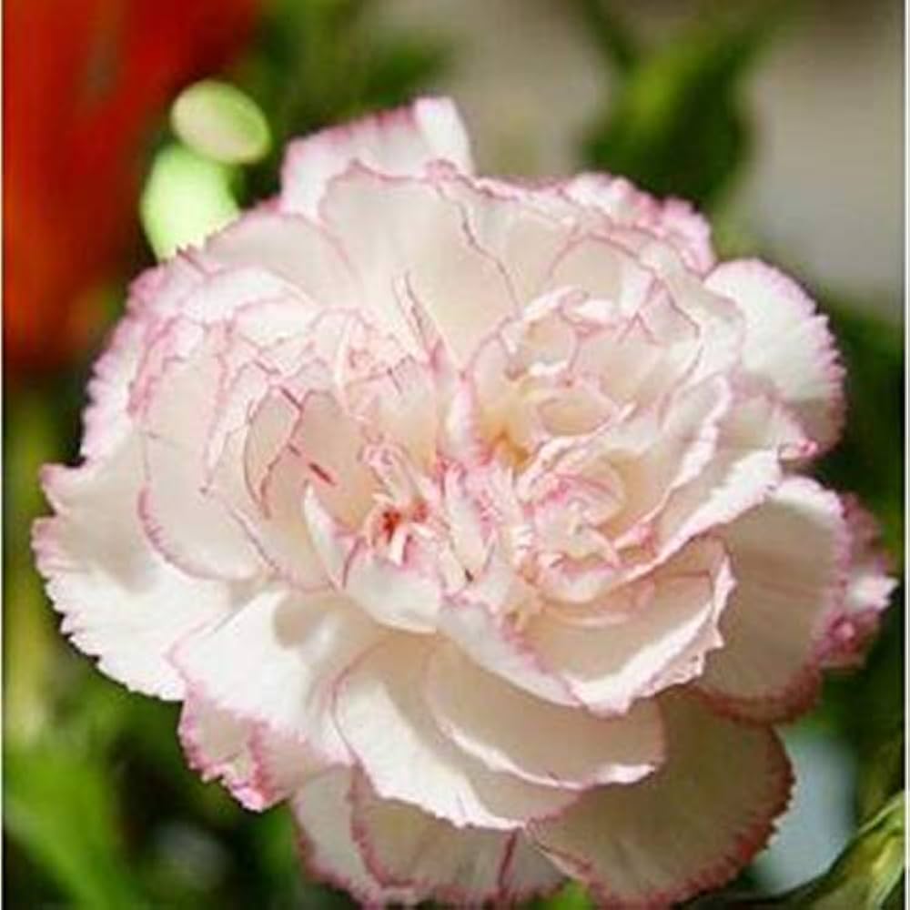 Baby Pink Nellike Blomsterfrø til Plantning 100 stk