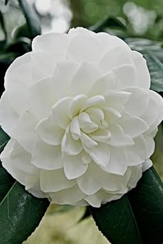 heirloom camellia flower seeds