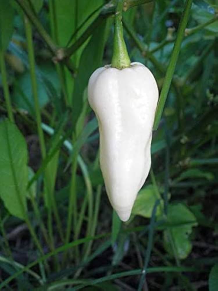 White Bhut Jolokia Vegetable Seeds for Planting heirloom & Non-GMO Seeds