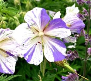 violet white flower seeds